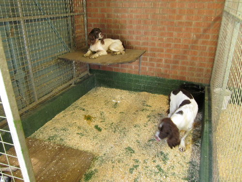 Heavy Duty Dog Kennel Flooring Newcastle Upon Tyne Heavy Duty Dog Kennel Flooring Newcastle Upon Tyne