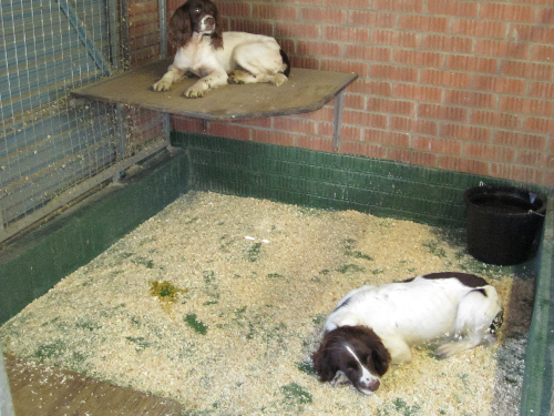 Dog Kennel Floor Coatings Durham North East England