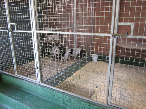 Hygienic Dog Kennel Flooring Northumberland Hygienic Dog Kennel Flooring Northumberland